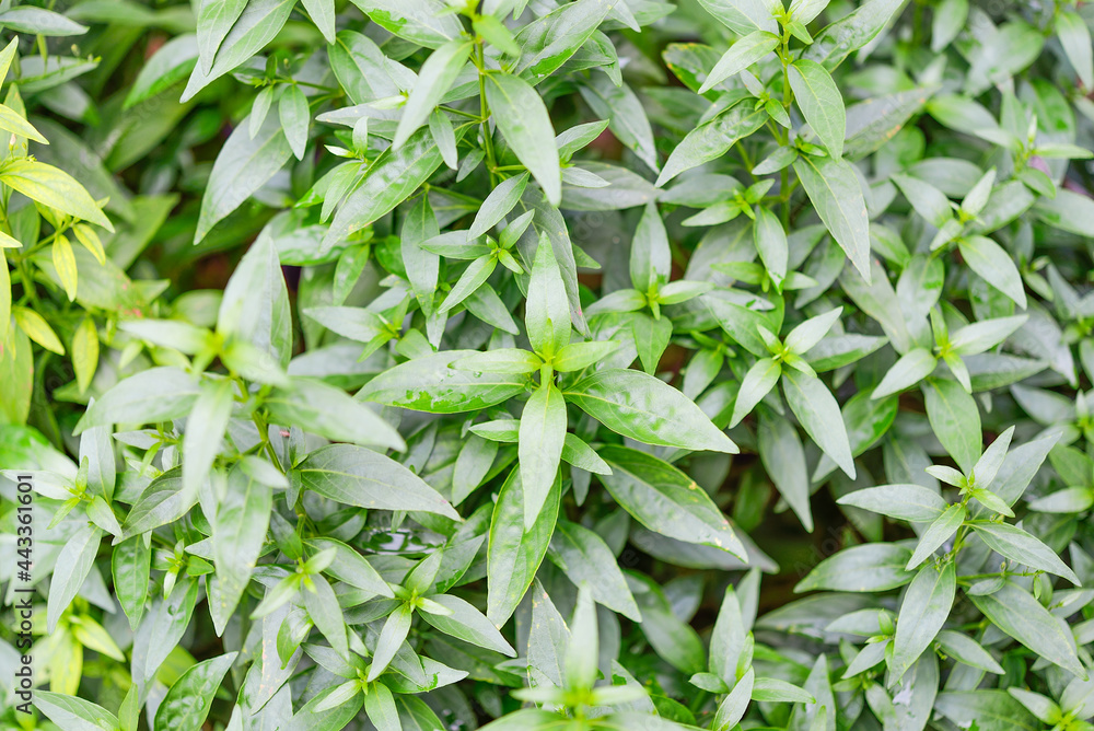 Andrographis paniculata plant on background Andrographis paniculata plant on background