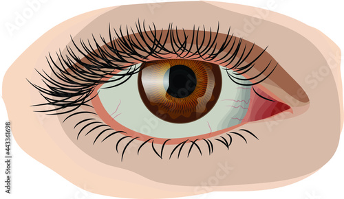 close up eyes vector