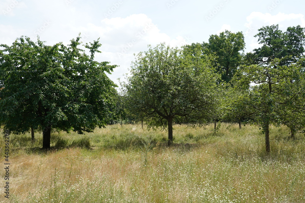 Grüne Streuobstwiese in Potsdam im Sommer bei Sonnenschein Grüne Streuobstwiese in Potsdam im Sommer bei Sonnenschein