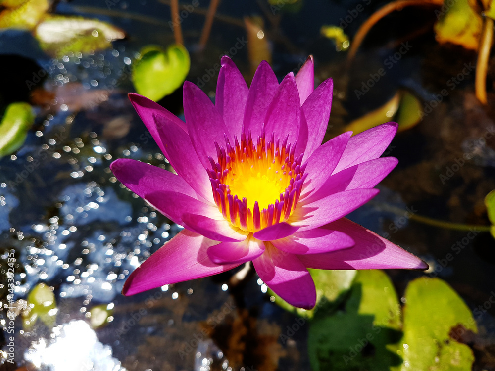 lotus water flower nature bloom lotus water flower nature bloom