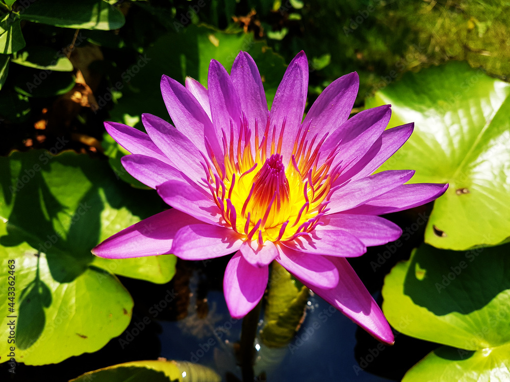 lotus water flower nature bloom lotus water flower nature bloom