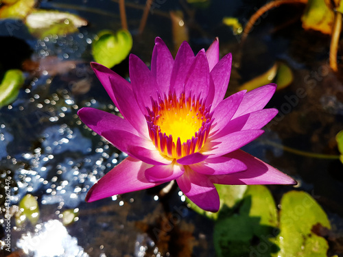 lotus water flower nature bloom