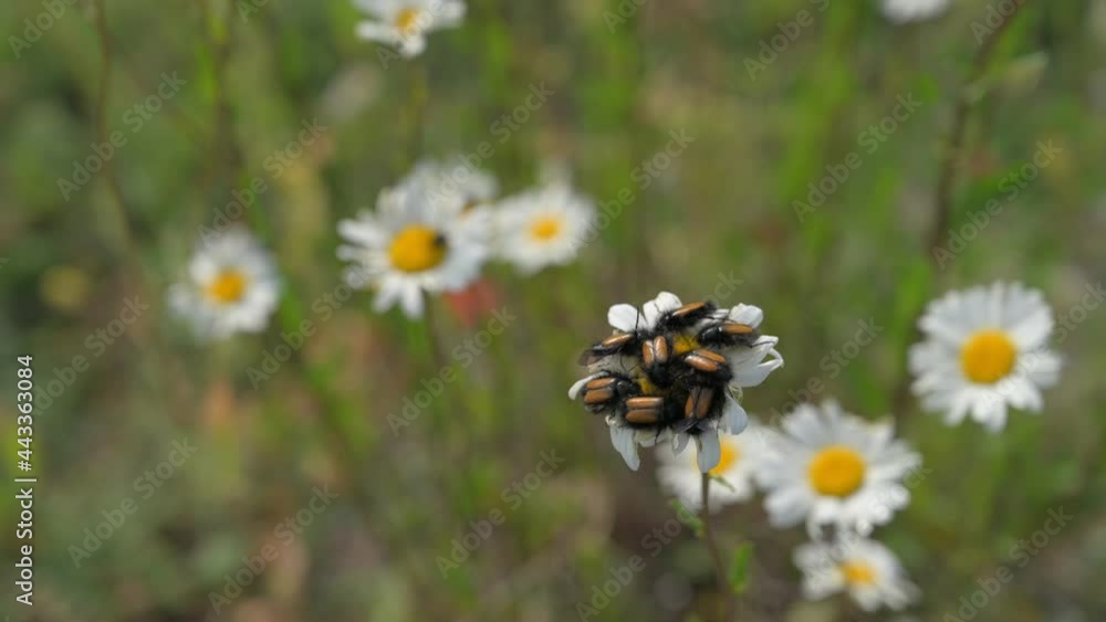 group of insect bugs eating daisy chamomile flower on summer field group of insect bugs eating daisy chamomile flower on summer field
