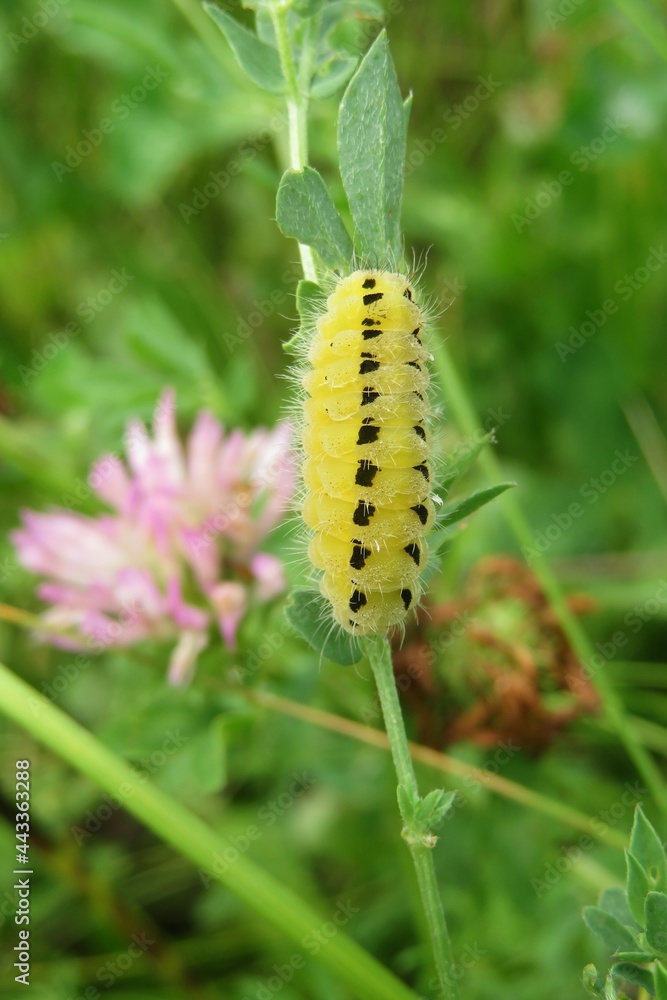 Yellow zygaena caterpillar on the meadow, closeup Yellow zygaena caterpillar on the meadow, closeup