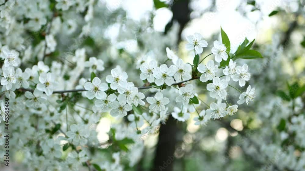 Blooming cherry on the background of the spring city. Sakura in bloom. Blooming cherry on the background of the spring city. Sakura in bloom.