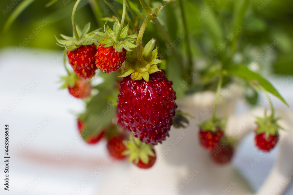 Strawberry bouquet in a vase. Strawberry harvest Strawberry bouquet in a vase. Strawberry harvest
