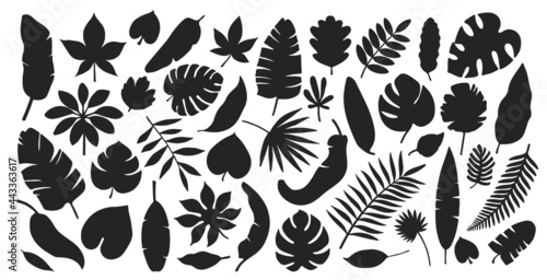 Set of Tropical leaves on white background