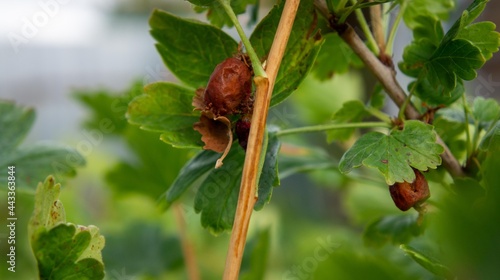 Gooseberry bush affected by caterpillar pest. Photo