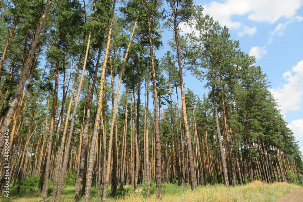 Beautiful landscape of european wild forest Beautiful landscape of european wild forest