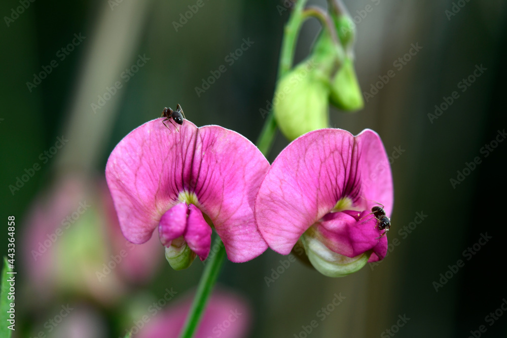 Wilde Platterbse // flat pea (Lathyrus sylvestris) Wilde Platterbse // flat pea (Lathyrus sylvestris)