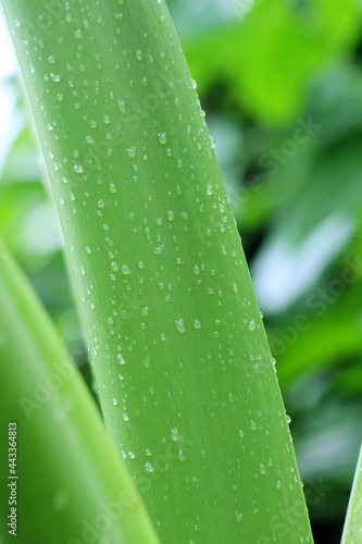 water drop on leaf HD wallpaper | green leaf water drop photo