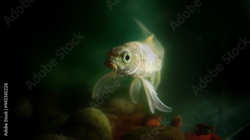 fish in a water
