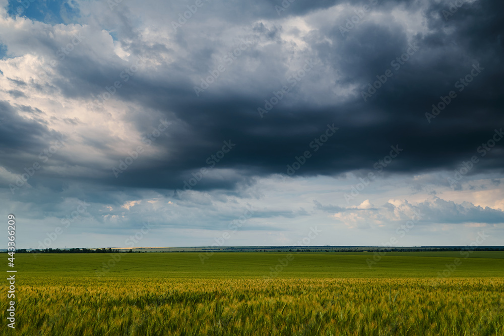 young wheaten green field and dark dramatic sky with rainy clouds, beautiful landscape in the evening