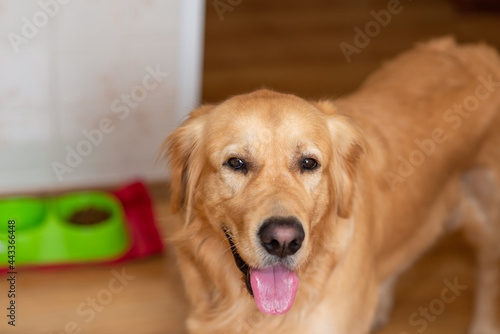 Cute golden labrador dog near bowl with food in kitchen.Closeup.