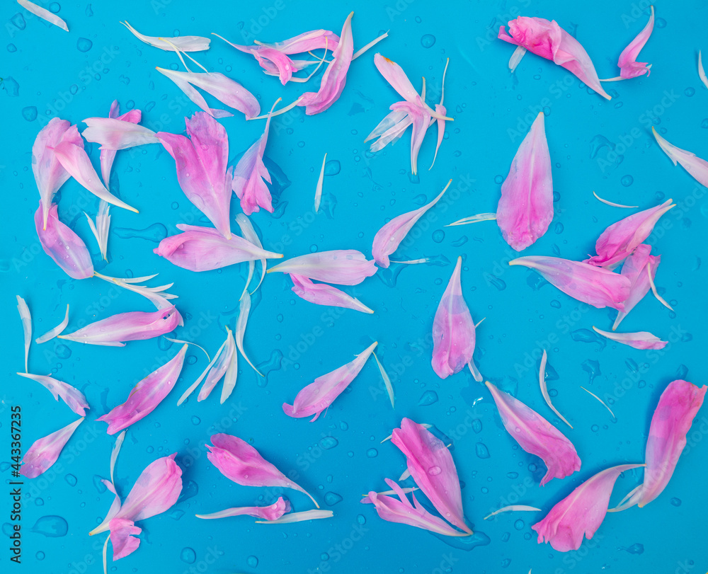 Pink peony petals on blue background. Abstract floristic background Pink peony petals on blue background. Abstract floristic background