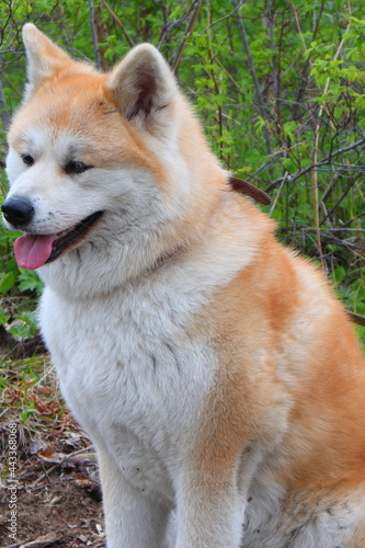 akita-inu dog
