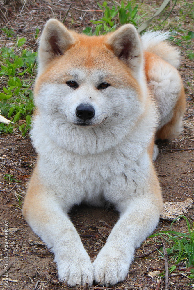 akita-inu dog