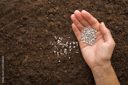 Young adult woman palm pouring gray complex fertiliser granules on dark brown soil. Closeup. Product for root feeding of vegetables, flowers and plants. Top down view. photo