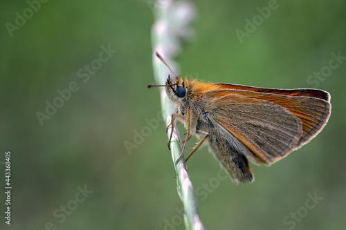 Large skipper sitting in a meadow on a blade of grass