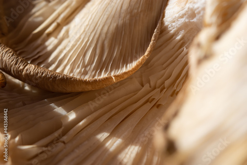 Wallpaper Mural Mushrooms are a macro abstract food background. The gray texture of the edible mushrooms Pleurotus ostreatus. Eco-trend, vegetarian, healthy food. Low depth of field mushroom pattern. copy space Torontodigital.ca