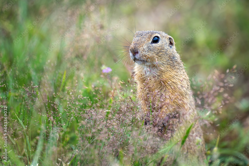 The ground squirrel in the meadow is watching what is happening. The ground squirrel in the meadow is watching what is happening.