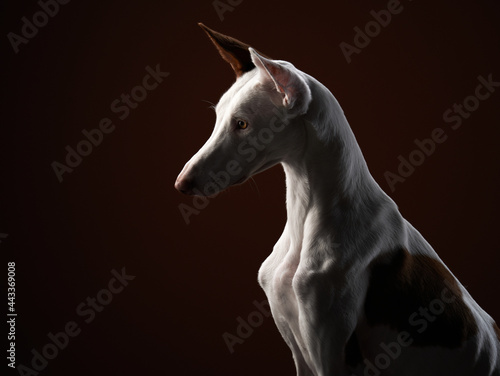 dog on a dark background in the studio. Slim spanish greyhound  podenko ibitsenko