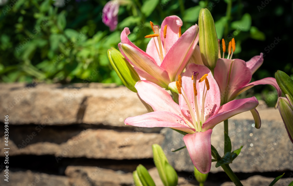 Pink lily on the garden, Lilium flowers
