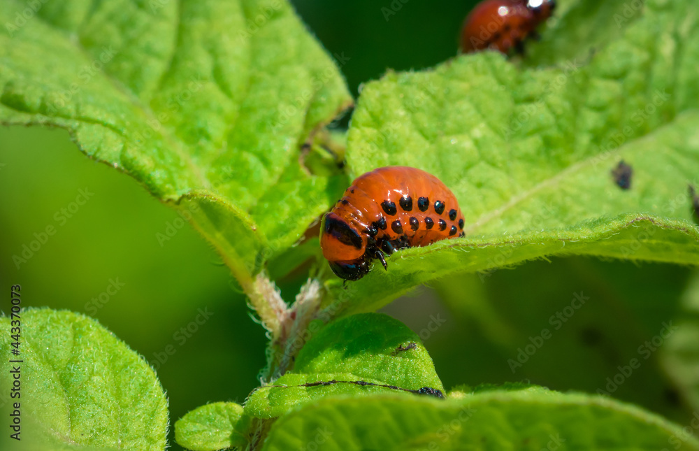 Fototapeta premium Colorado potato beetle larvae eats potato leaves, damaging agriculture.