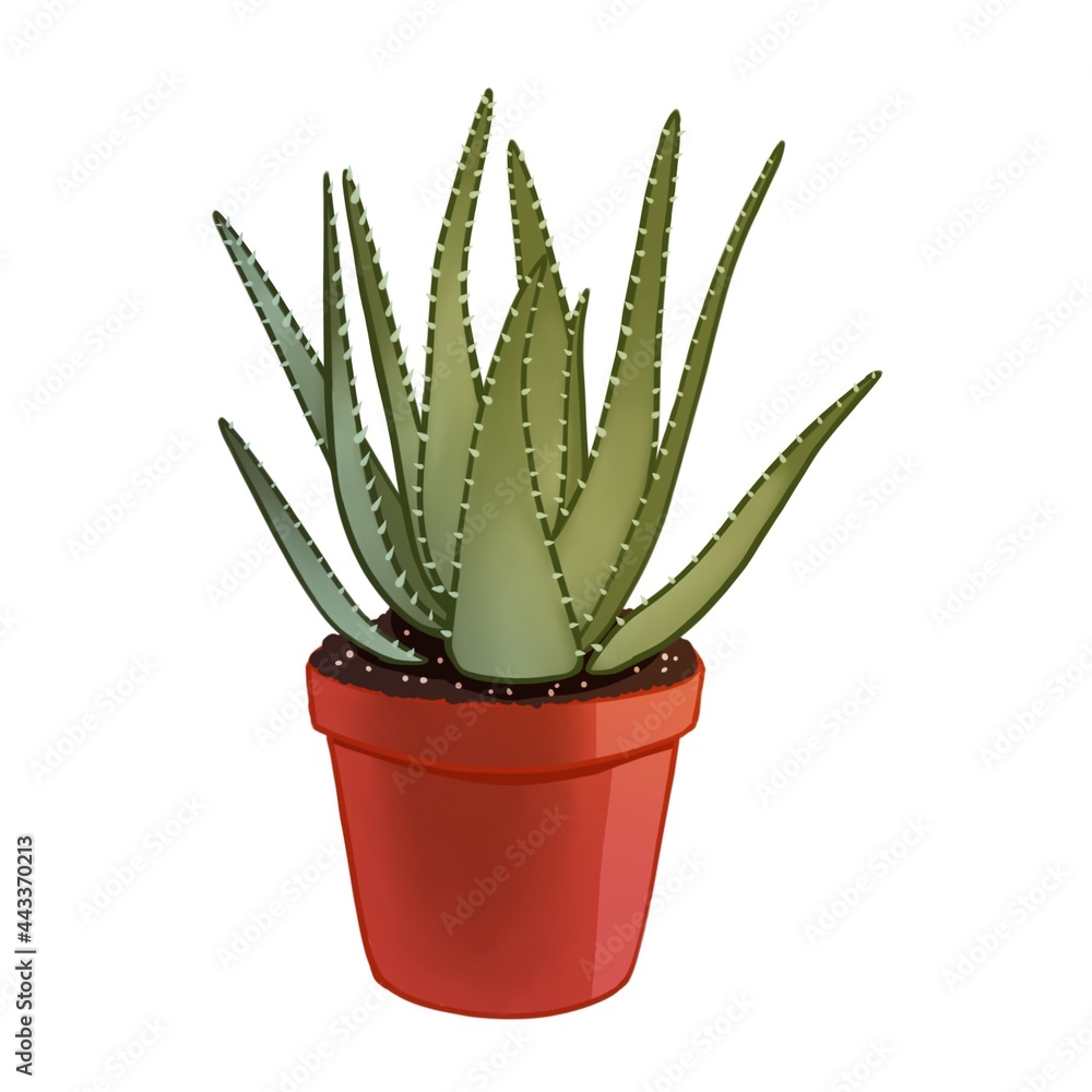 Aloe Aloe