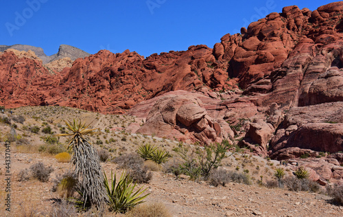 Photography the  colorful, eroded rocks of red rock national conservation area and yucca pla