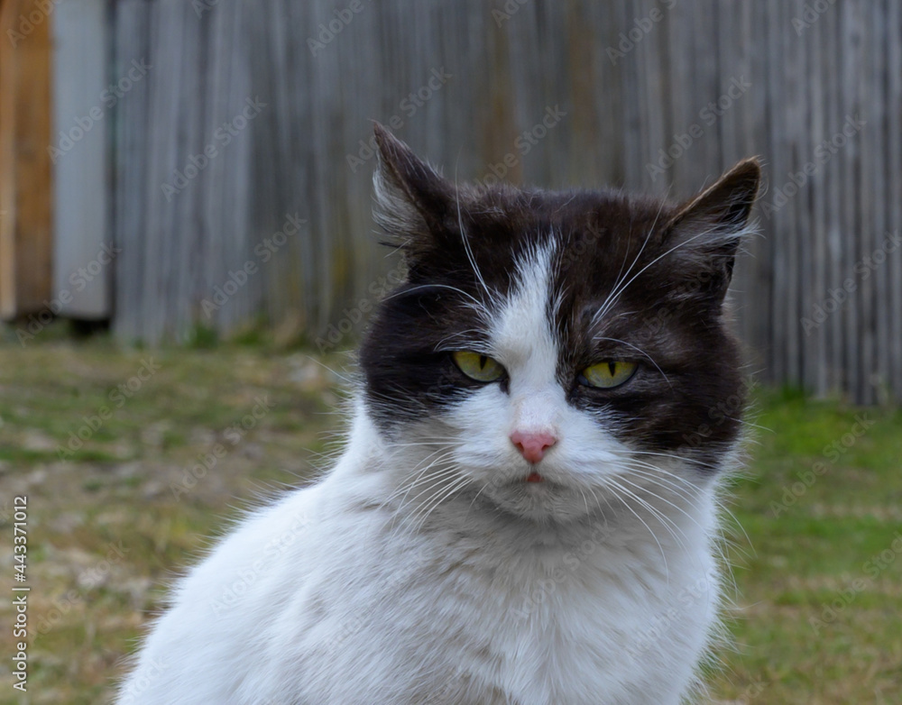 Portrait of a modest country cat outdoors in summer. Close-up of a cat's face. Pet on the background of a wooden fence and green grass. Shy eyes, white-gray fluffy wool Portrait of a modest country cat outdoors in summer. Close-up of a cat's face. Pet on the background of a wooden fence and green grass. Shy eyes, white-gray fluffy wool