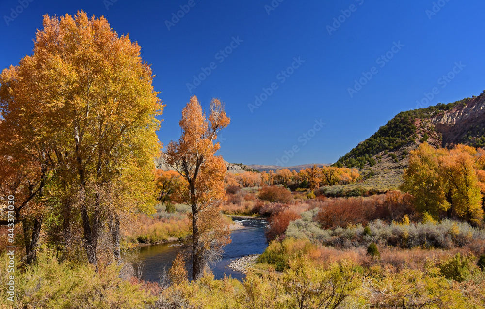 beautiful orange autumn color of  cottonwood trees on a sunny day,  next to the eagle river in the rocky mountains of colorado, near eagle