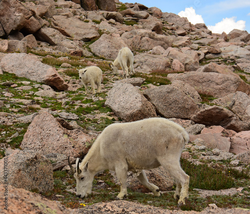 female mountain goat and two kids grazing in the alpine tundra at the summit of mount evans in the rocky moutains of colorado 