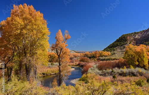 beautiful orange autumn color of  cottonwood trees on a sunny day   next to the eagle river in the rocky mountains of colorado  near eagle