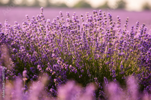 Beautiful lavender field at sunrise. Purple flower background. Blossom violet aromatic plants.