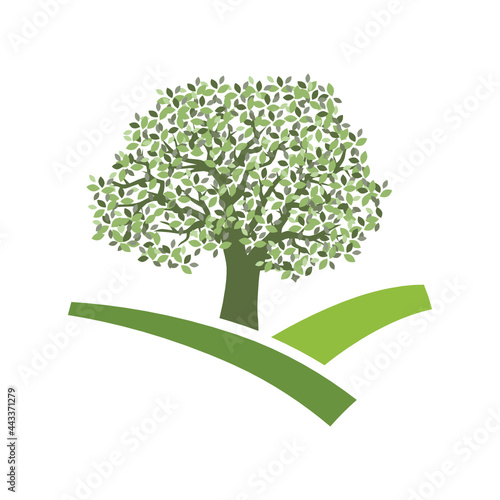 oak tree