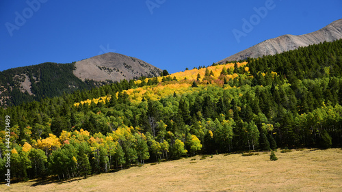 colorful changing aspen trees  in the mountains  on a sunny  fall day  on la veta pass in the mountains of  colorado      photo