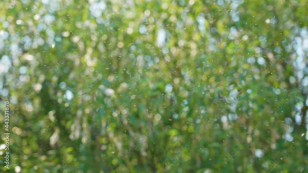 Blurry abstract particles 4k green, blue, yellow gradient video background. Sunny bright bokeh of defocused folioage and clouds of insects flying in air over charming blurry green trees boke backdrop Blurry abstract particles 4k green, blue, yellow gradient video background. Sunny bright bokeh of defocused folioage and clouds of insects flying in air over charming blurry green trees boke backdrop