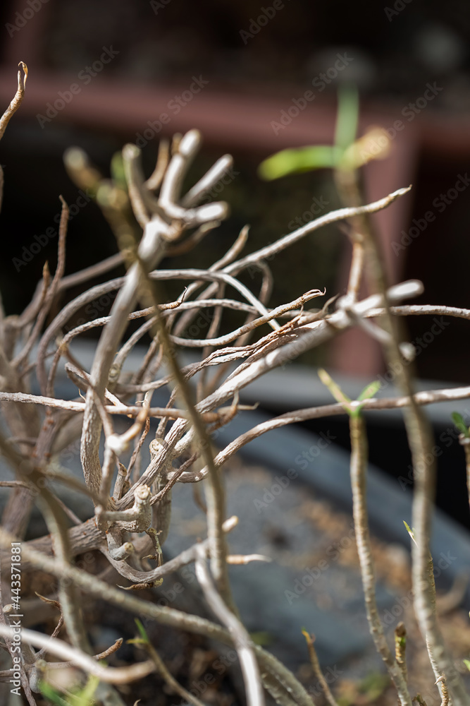 Dead and dried tree twings in a flower pot Dead and dried tree twings in a flower pot