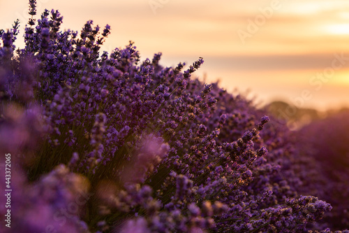 Beautiful lavender field at sunrise. Purple flower background. Blossom violet aromatic plants.