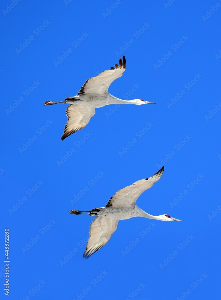 a pair of majestic sandhill cranes in flight against a blue winter sky in bernardo state wildlife refuge near socorro, new mexico