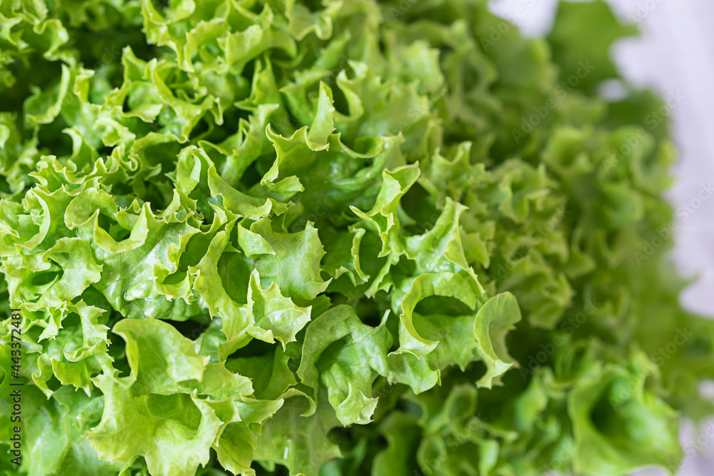 Fresh organic green leaf lettuce close up macro. Fresh organic green leaf lettuce close up macro.