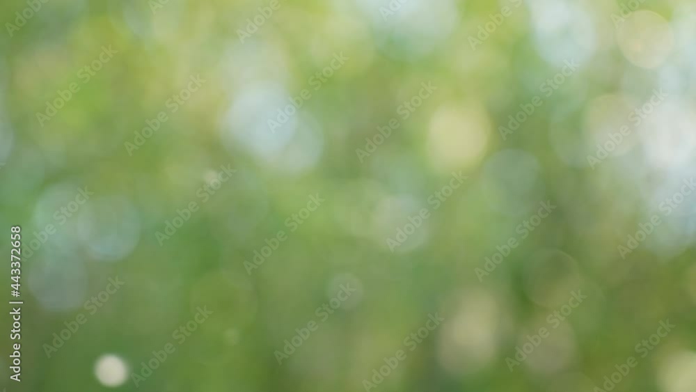 Blurry abstract particles 4k green, blue, yellow gradient video background. Sunny bright bokeh of defocused pollen and clouds of insects flying in air over charming blurry green trees boke backdrop Blurry abstract particles 4k green, blue, yellow gradient video background. Sunny bright bokeh of defocused pollen and clouds of insects flying in air over charming blurry green trees boke backdrop