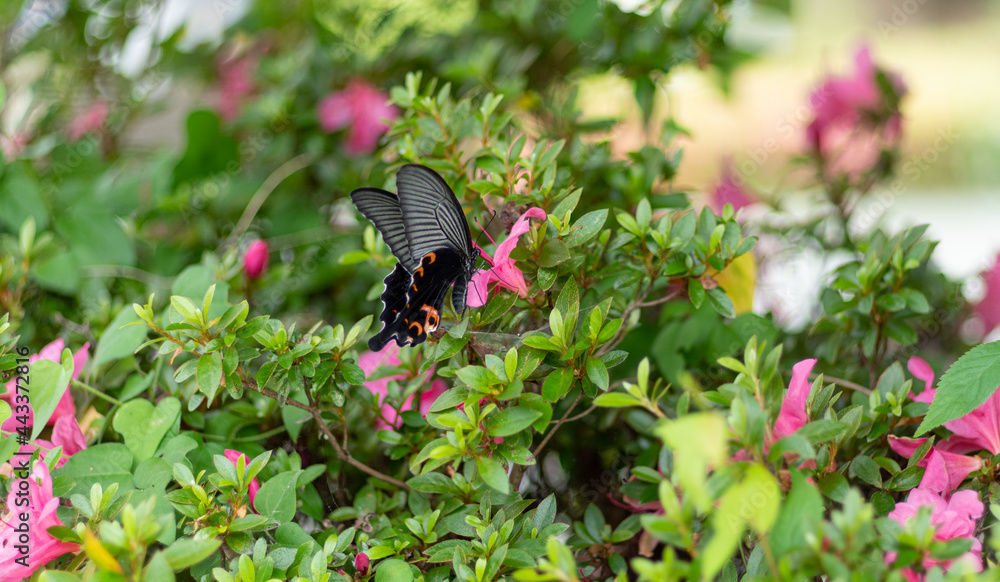 Fototapeta premium 花と黒い蝶