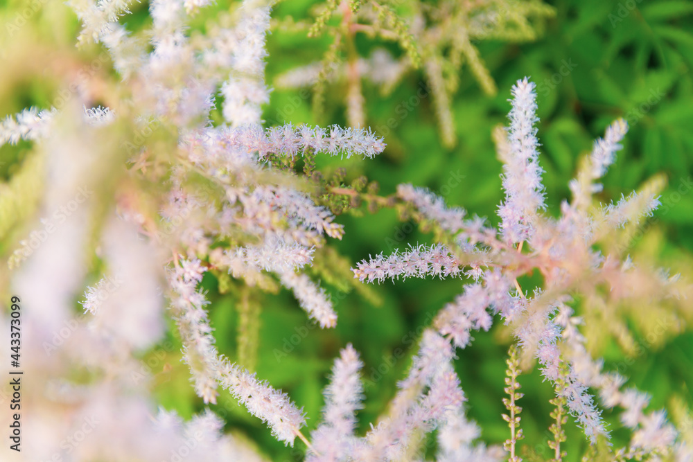 Pink astilbe among green foliage, delicate peach flower background