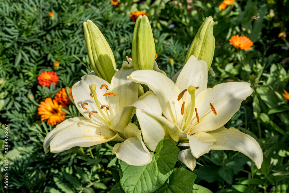 Obraz premium Asiatic Hybrid Lily (Lilium hybridum) in garden