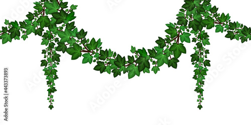 Green ivy garland, Hanging ivy leaves, climbing foliage, decorative frame border element. Isolated on white background. Vector illustration