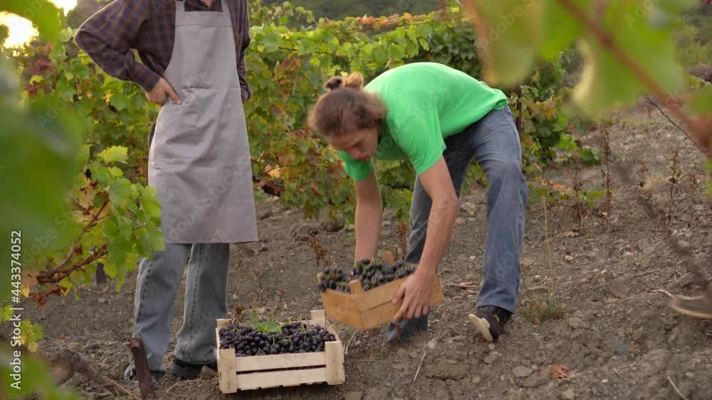 Grape growers adult father farmer and teen sons works together. Hands