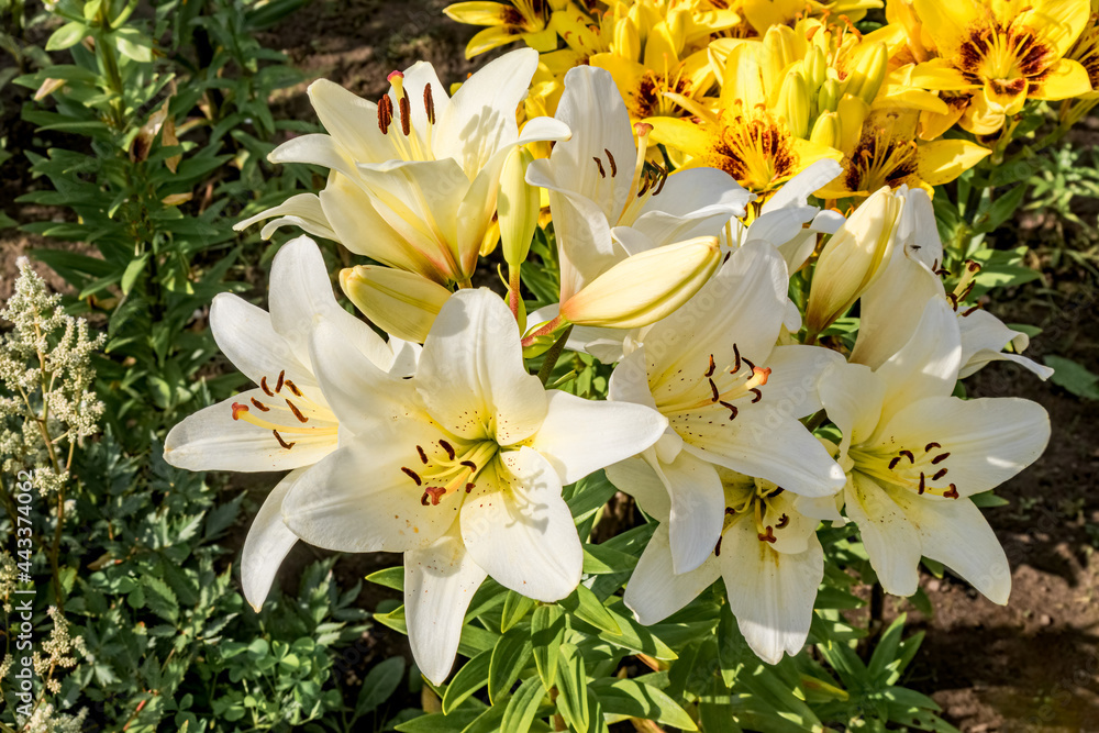 Fototapeta premium Asiatic Hybrid Lily (Lilium hybridum) in garden