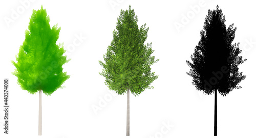 Set or collection of Eagleston Savannah Holly trees  painted  natural and as a black silhouette on white background. Concept or conceptual 3d illustration for nature  ecology and conservation